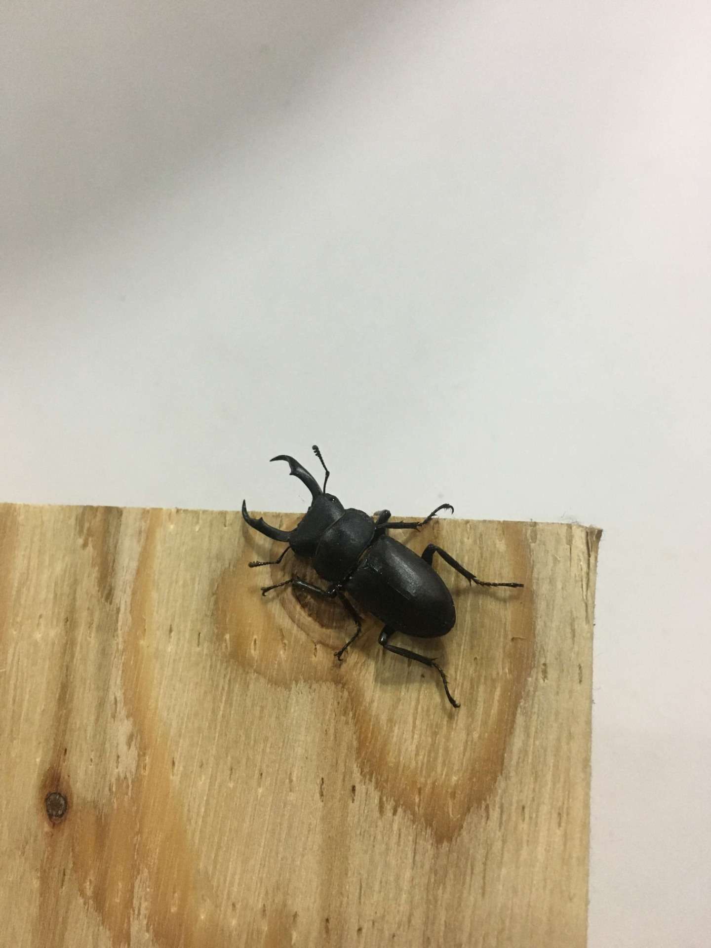 秋ですねぇ～。自転車のオーバーホールの依頼増えています！【京都　自転車　サイクルケア】